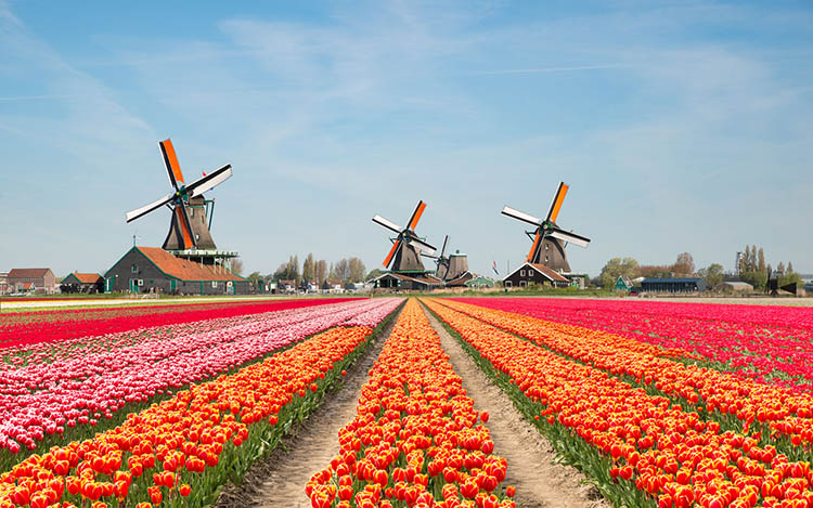 7 دلیل برای تحصیل در هلند